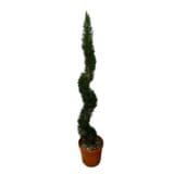 Oszlopos leylandi ciprus - CUPRESSOCYPARIS LEYLANDII 'PYRAMIDALIS' (SPIRÁL) Hungaroplant