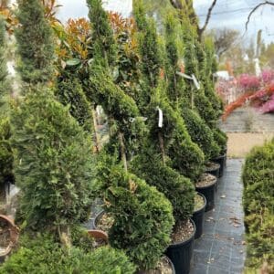 Kezdőoldal Oszlopos leylandi ciprus - CUPRESSOCYPARIS LEYLANDII 'PYRAMIDALIS' (SPIRÁL)