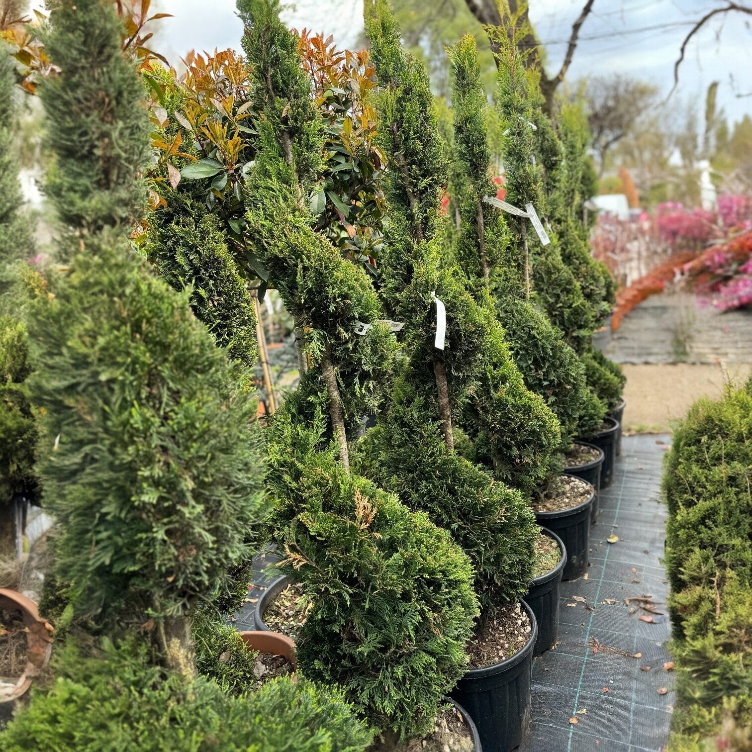 CUPRESSOCYPARIS LEYLANDII 'PYRAMIDALIS' (SPIRAL)1