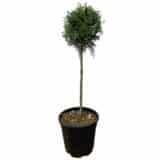 Karcsú arizónai ciprus (törzses) - CUPRESSUS ARIZONICA 'FASTIGIATA' Hungaroplant
