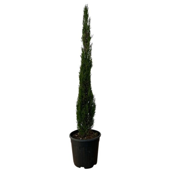 Hungaroplant