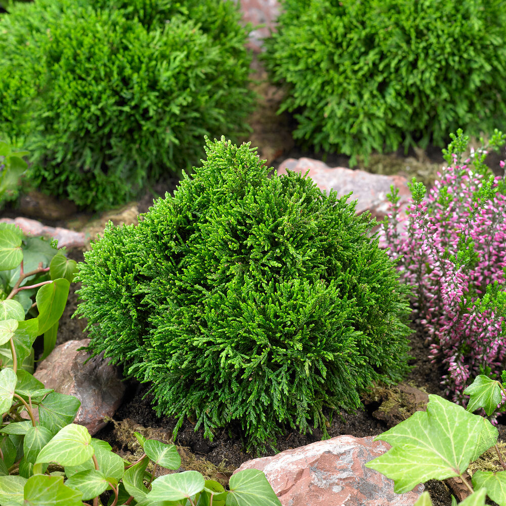 Chamaecyparis Green Globe