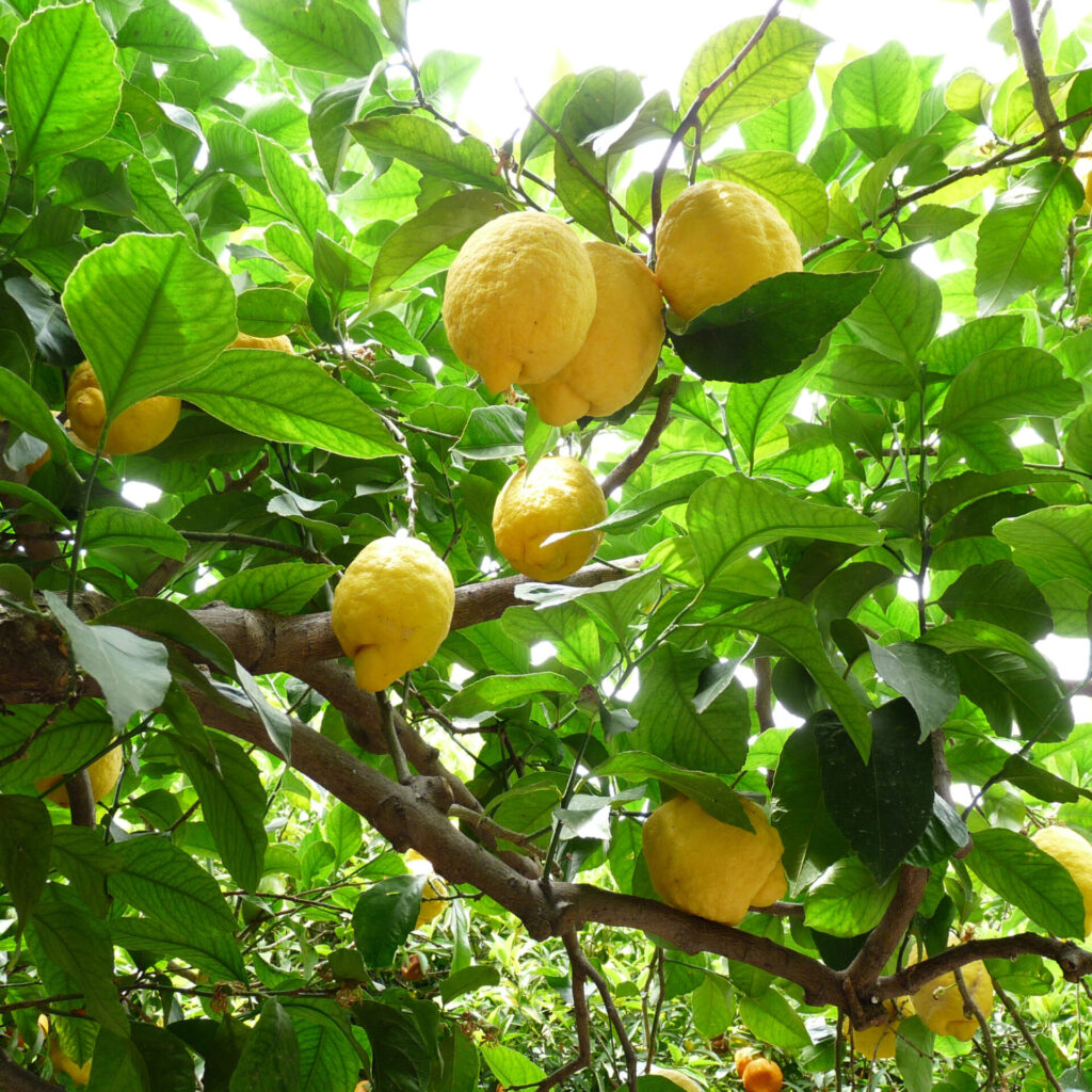 Citromfa -(citrus limonum)