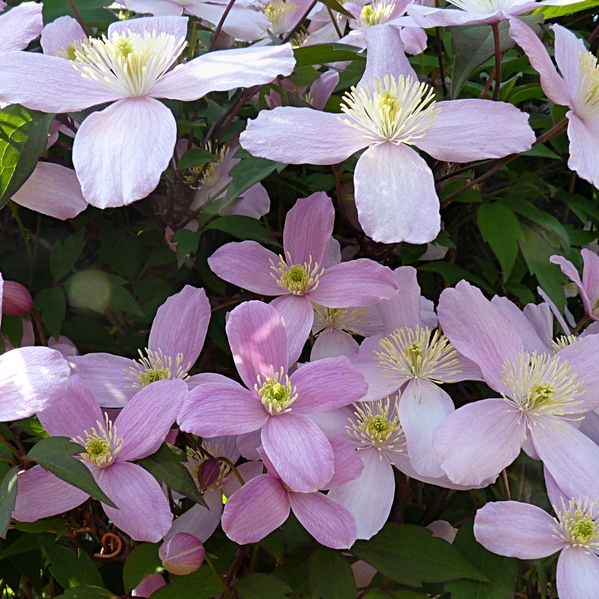 Clematis montana ‘rubens’