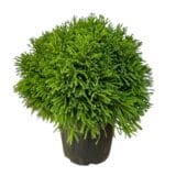 Gömb japánciprus - Cryptomeria japonica 'globosa nana' Hungaroplant