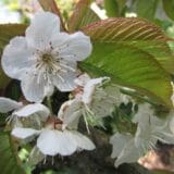 Cseresznyefa - PRUNUS AVIUM 'STELLA' Hungaroplant