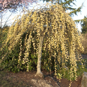 Csüngő barkafűz (Salix caprea ‘Kilmarnock’)