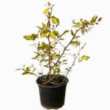 Sárga foltos olajfalevél - ELAEAGNUS PUNGENS 'MACULATA' Hungaroplant