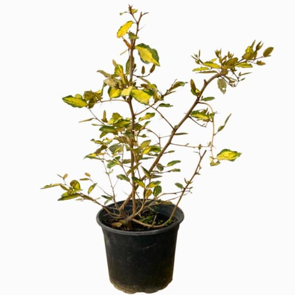 Hungaroplant