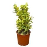 Tarka japán kecskerágó (euonymus japonicus ‘bravo’) Hungaroplant