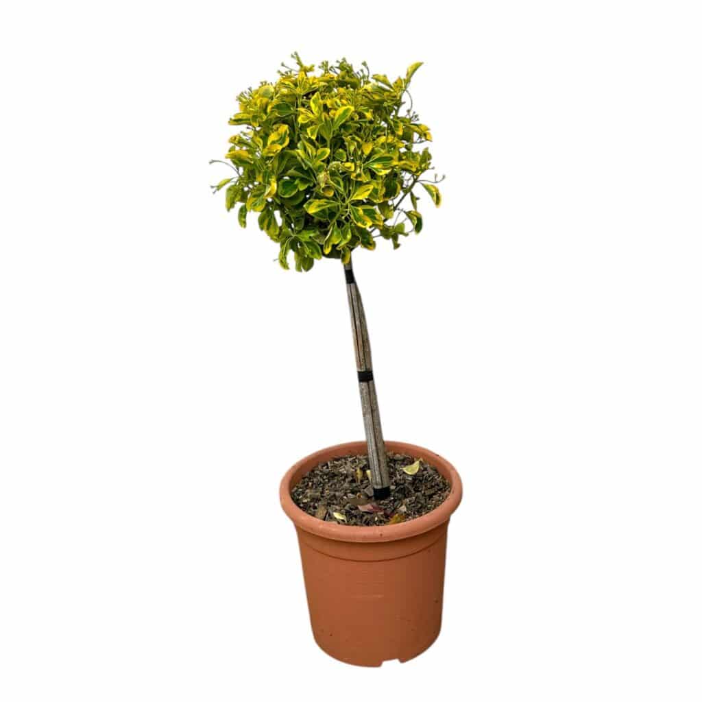 Törzses tarka japán kecskerágó (Euonymus japonicus ‘Elegant Aureus’)