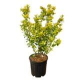 Japán kecskerágó - EUONYMUS JAPONICUS 'ELEGANT AUREUS' Hungaroplant