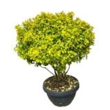 Aranytarka japán kecskerágó - Euonymus japonicus 'elegant aureus' (ernyő) Hungaroplant