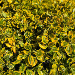 Kezdőoldal Aranytarka japán kecskerágó - Euonymus japonicus 'elegant aureus' (ernyő)