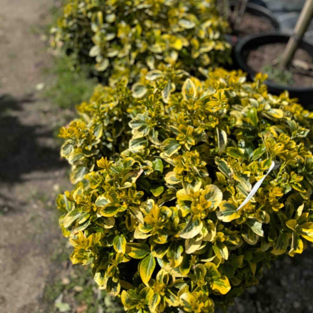 Gömb aranytarka japán kecskerágó (Euonymus japonicus ‘Elegant Aureus’)