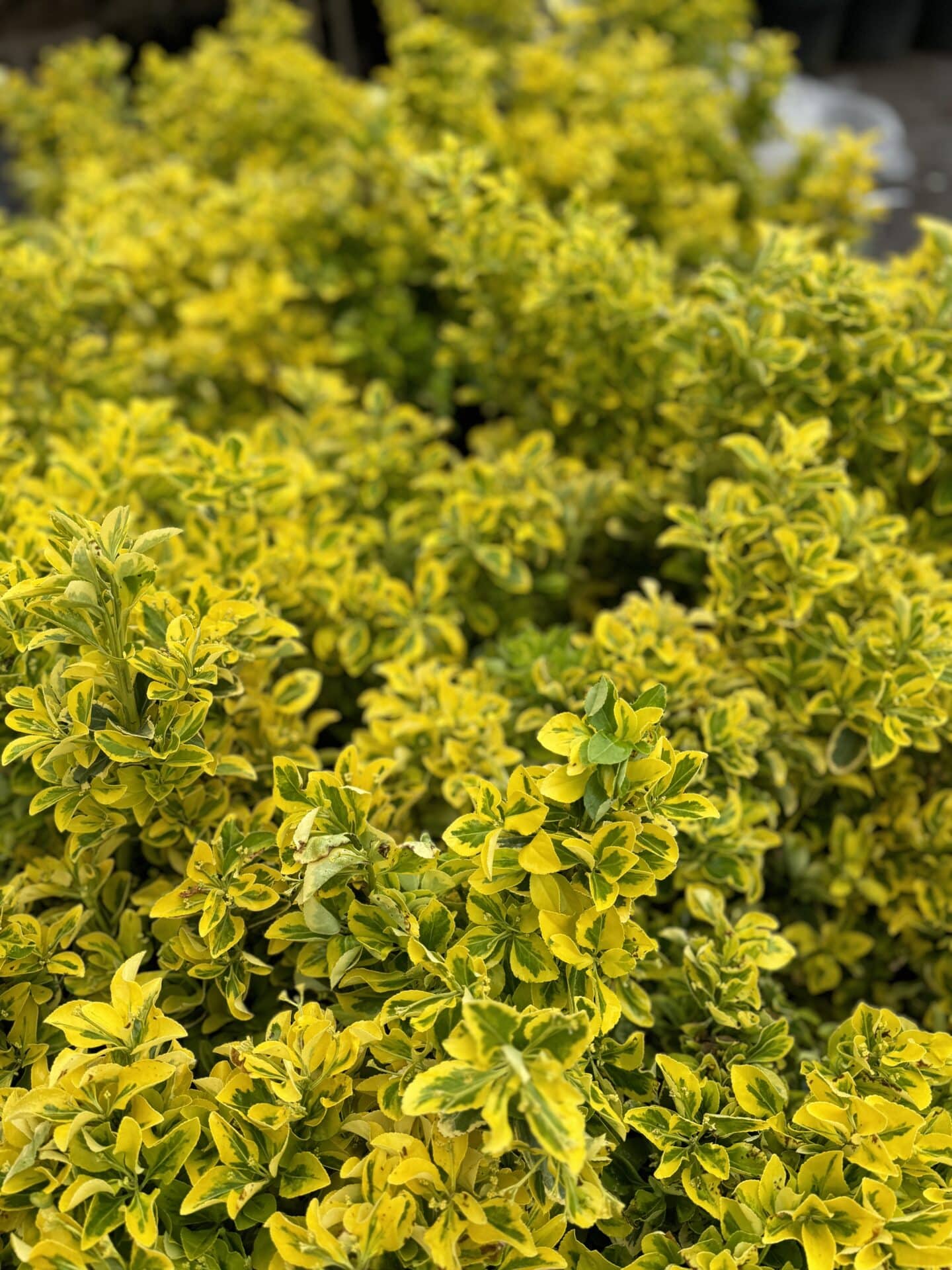 EUONYMUS JAPONICUS 'ELEGANT AUREUS'