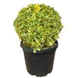 Tarka japán kecskerágó (gömb) - Euonymus japonicus 'bravo' Hungaroplant