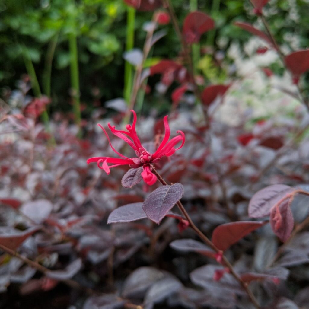 Bíbor rojtosvirág (Loropetalum chinense ‘Black Pearl’)