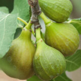 Közönséges fügefa (ficus carica sp.) Hungaroplant.hu