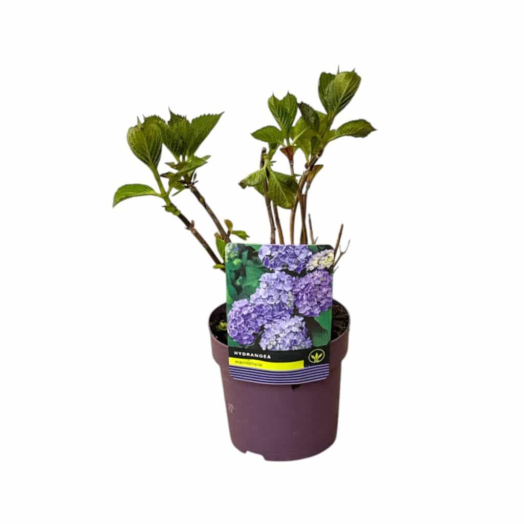 Kerti hortenzia (Hydrangea macrophylla – lila)