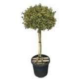 Törzses fehér-tarka levelű magyal (ilex aquifolium 'argenteo marginata') Hungaroplant