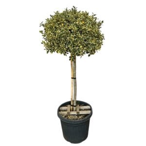 Kezdőoldal Törzses fehér-tarka levelű magyal (ilex aquifolium 'argenteo marginata')