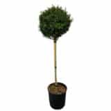 Csipkéslevelű magyal 'Luxus Globe - Ilex crenata 'luxus globe' (törzses) Hungaroplant