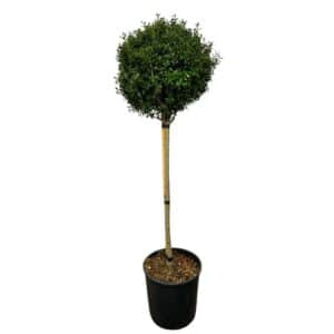 Kezdőoldal Csipkéslevelű magyal 'Luxus Globe - Ilex crenata 'luxus globe' (törzses)