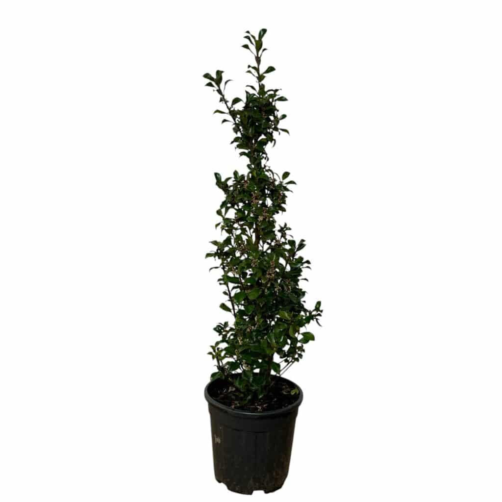 Kék magyal – ILEX MESERVEAE ‘HECKENSTAR’