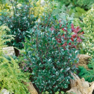 Kék magyal - ILEX MESERVEAE 'HECKENSTAR'