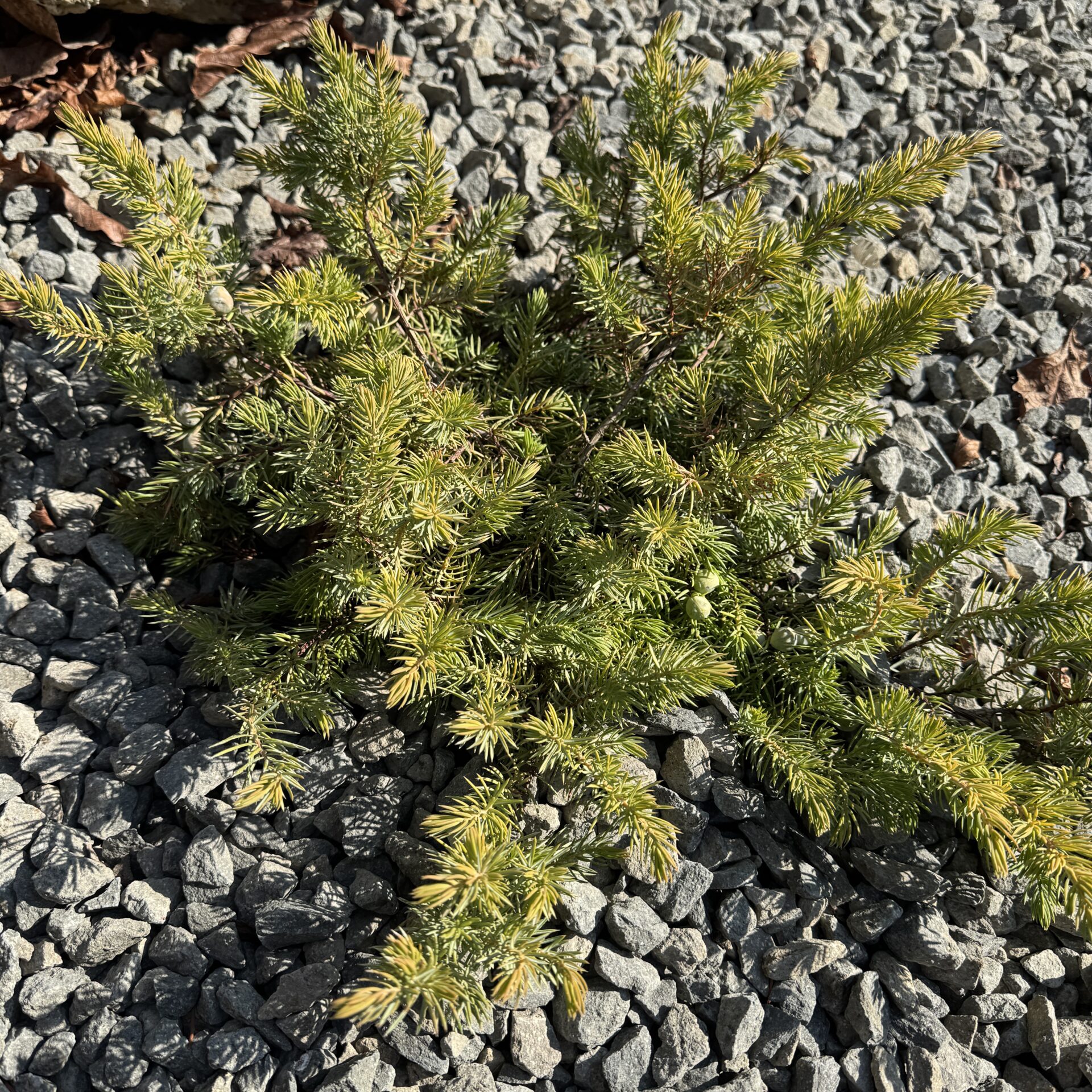 IMG_5991 Hungaroplant.hu