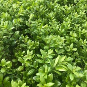 Oszlopos japán magyal (Ilex crenata 'Caroline Upright')