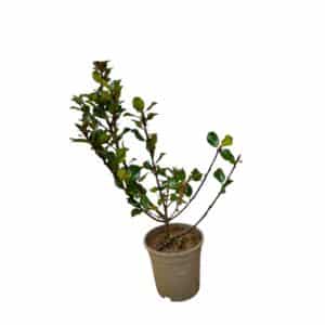 Kezdőoldal Kék herceg magyal - Ilex meservea 'blue prince'