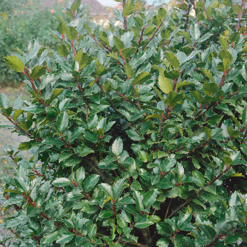 Ilex x meserveae Blue Prince