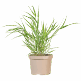 Japán szálkafű - HAKONECHLOA MACRA Hungaroplant