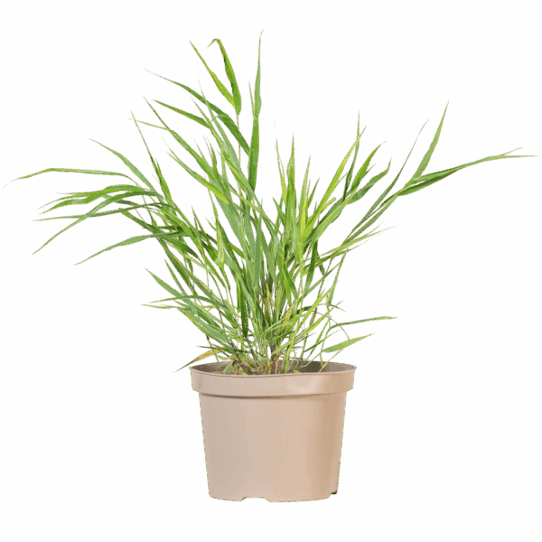Hungaroplant