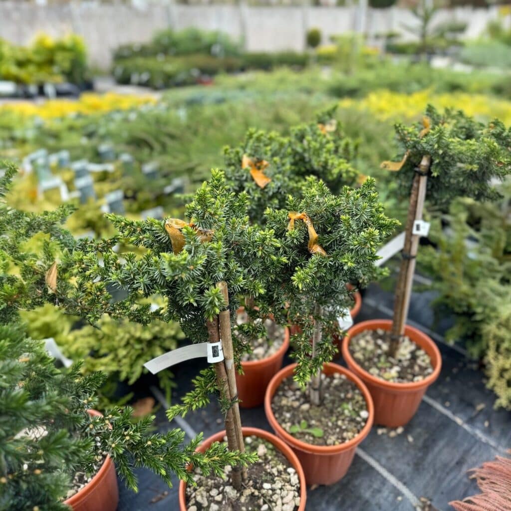 Kék fövenyboróka (Juniperus conferta 'Blue Pacific')