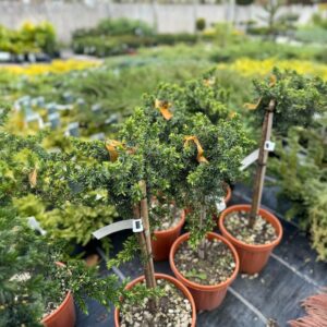 Kék fövenyboróka (Juniperus conferta 'Blue Pacific')