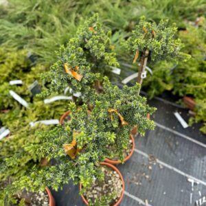 Kék fövenyboróka (Juniperus conferta 'Blue Pacific')