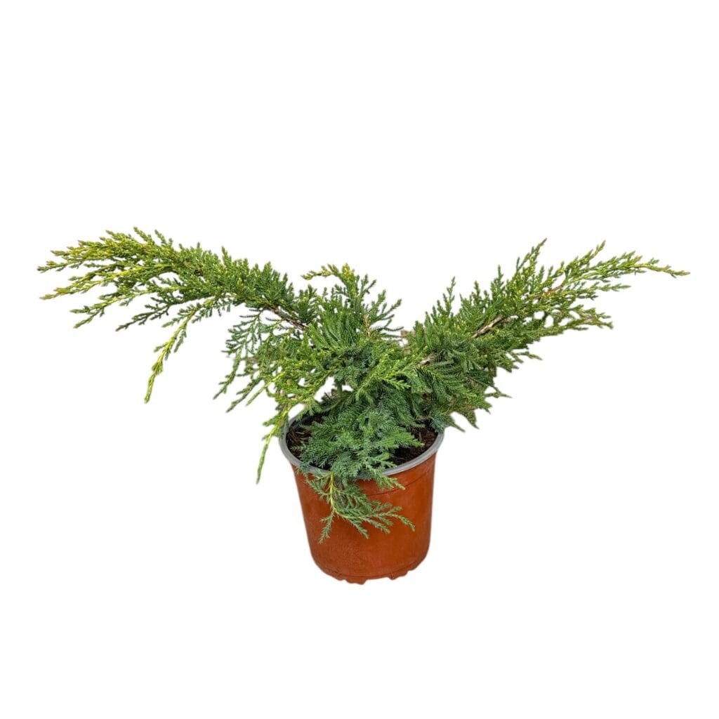 Arany kínai boróka (Juniperus chinensis 'Gold Coast')