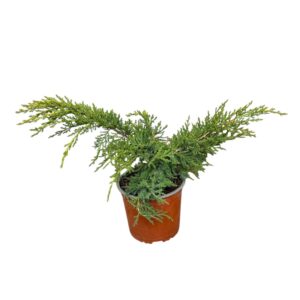 Arany kínai boróka (Juniperus chinensis 'Gold Coast')