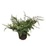 Terülő közönséges boróka - Juniperus communis 'repanda' Hungaroplant