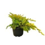 Aranyparti boróka - Juniperus conferta 'all gold' Hungaroplant