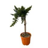 Kék fövenyboróka - Juniperus conferta 'blue pacific' (törzses) Hungaroplant