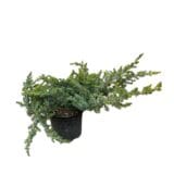 Kék fövenyboróka - Juniperus conferta 'blue pacific' Hungaroplant