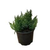 Kúszó boróka - Juniperus horizontalis 'blue forest' Hungaroplant