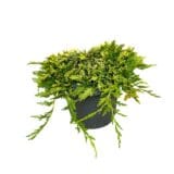 Boróka - Juniperus horizontalis 'golden carpet' Hungaroplant