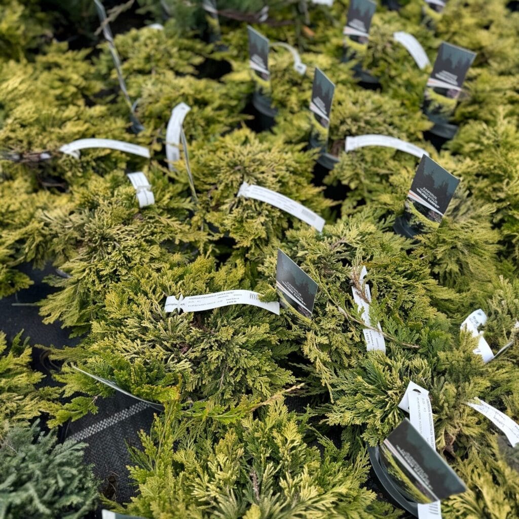Boróka (Juniperus horizontalis ‘golden carpet’)