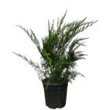 Zöld terülő boróka (juniperus × media ‘mint julep’) Hungaroplant