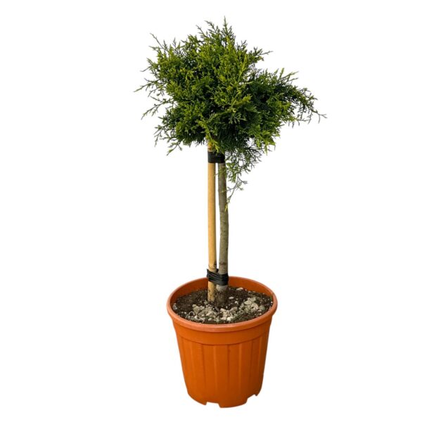 Hungaroplant